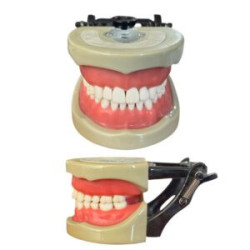 Banna Soft Gingiva Cast MH-03