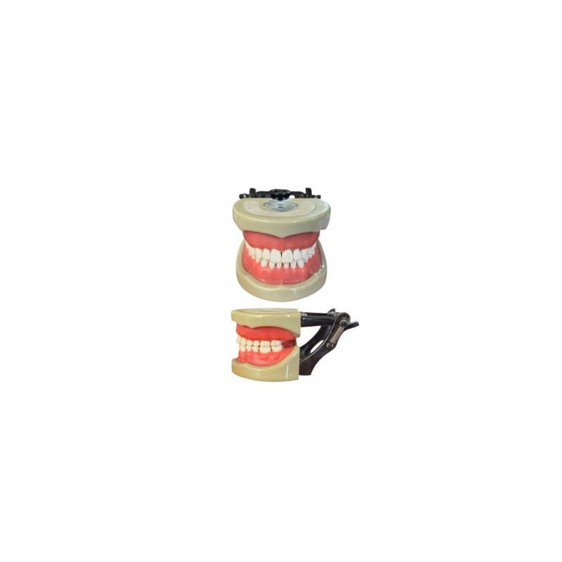 Banna Soft Gingiva Cast MH-03