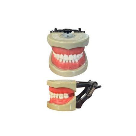 Banna Soft Gingiva Cast MH-03