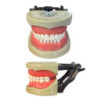 Banna Soft Gingiva Cast MH-03
