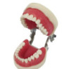 Banna Soft Gingiva Compatible With Nissan Cast MH-02