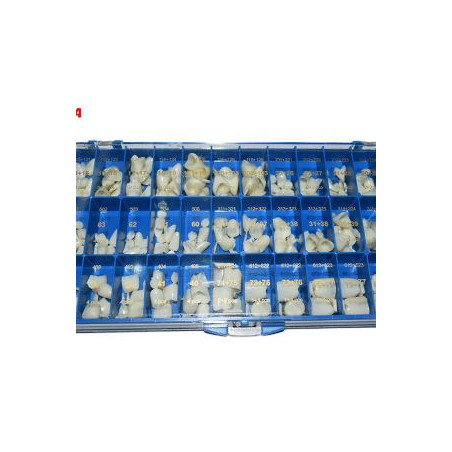 Anger Polycarbonate crowns Kit 144pcs
