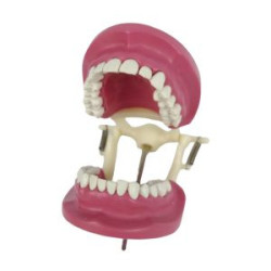 Banna Cast Plastic Articulator
