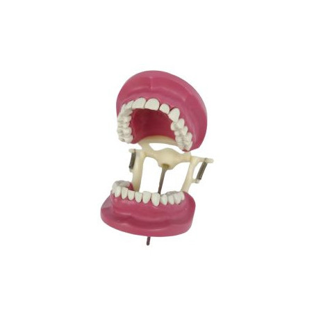 Banna Cast Plastic Articulator