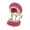 Banna Cast Plastic Articulator