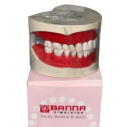 Cast Banna Magnatic With Hard Teeth