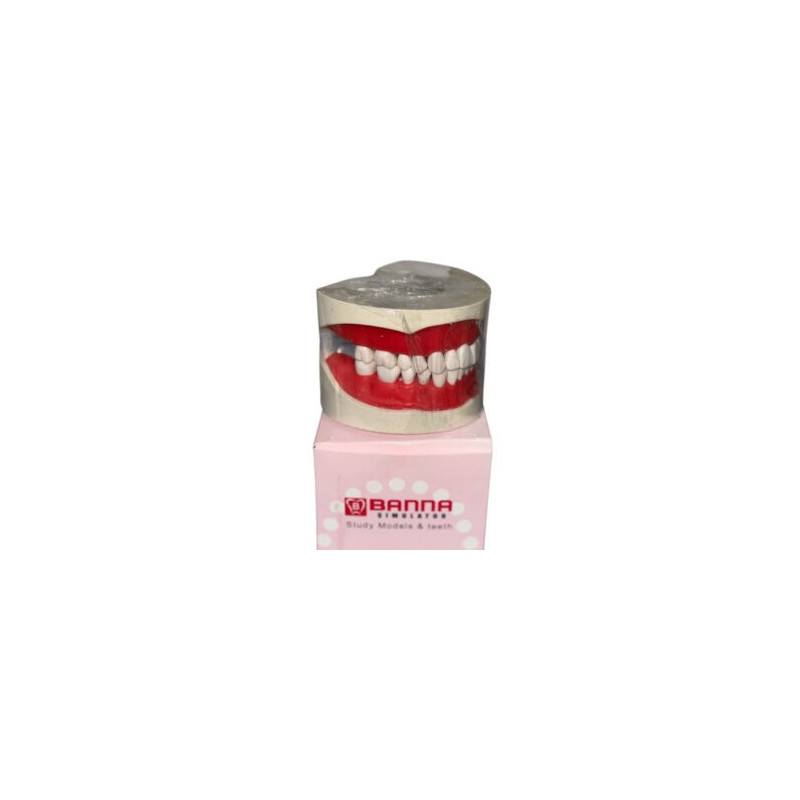 Cast Banna Magnatic With Hard Teeth
