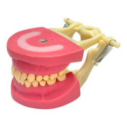 Cast Banna Model Copy Plastic