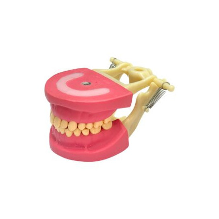Cast Banna Model Copy Plastic