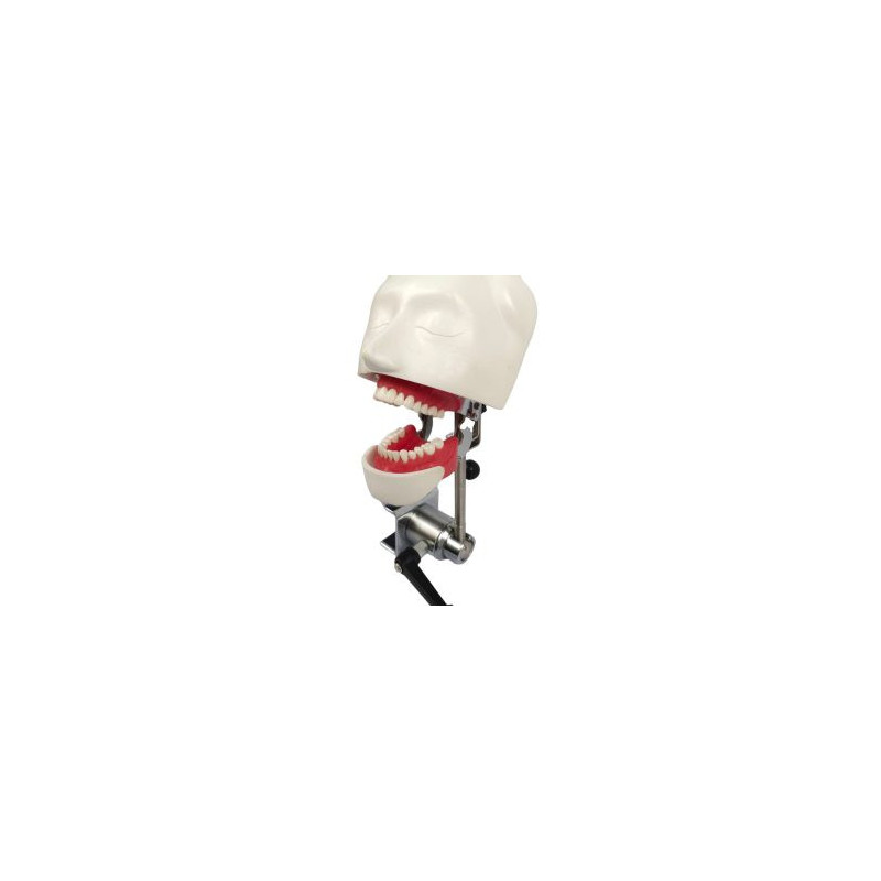 EL banna Dummy Head Simple Type
