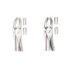 Upper Molar Forceps Right AND Left